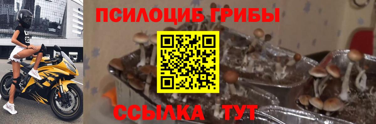 Галлюциногенные грибы GOLDEN TEACHER Мыски